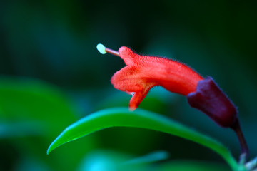Calyx Lipsticks in the Garden