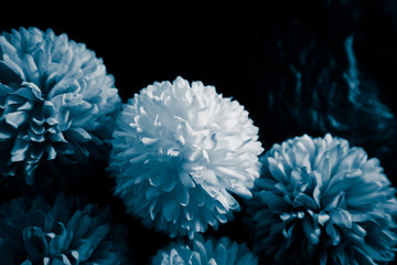 Beautiful abstract color purple and blue flowers on black background and blue graphic white flower frame and dark leaves texture, purple background, colorful graphics banner