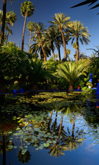 Fototapeta na wymiar Vertical panorama of watergarden and palm trees at Majorelle Garden in Marrakech Morocco