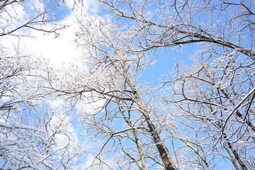 Branches and sky after snow