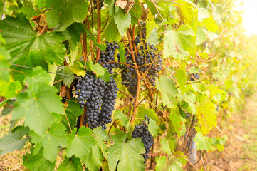 Bunches of ripe grapes in the fall sunlight. Color image 