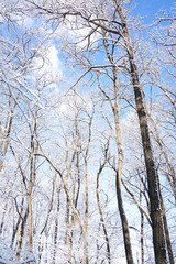 Fototapeta na wymiar Branches and sky after snow