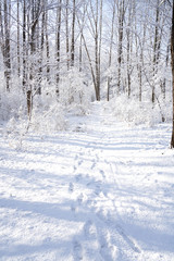 Fototapeta premium There are rime trees after the snow