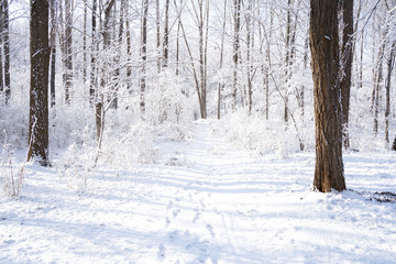 There are rime trees after the snow