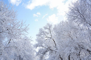 Branches and sky after snow
