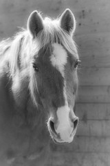 pony