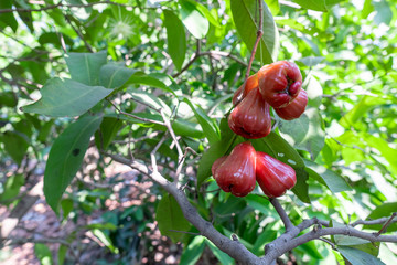 Rose apple yield of farmers during the harvest season