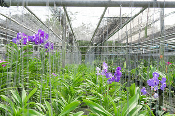 Purple orchids are blooming, beautiful and very refreshing.