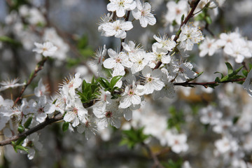 White flowers of blooming Sour Cherry Tree Prunus Cerasus branch on blurred background at spring season close up