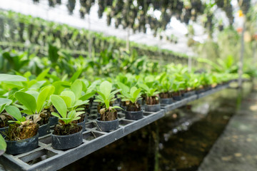 Orchid seedlings grown for sale are commercially grown.