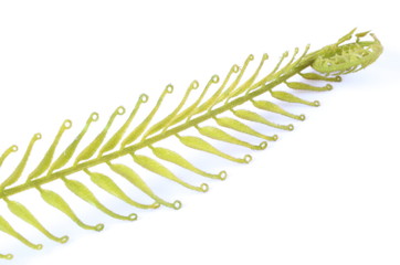 Fern leaf isolated on white background