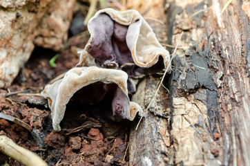 Old Mushroom Outdoor