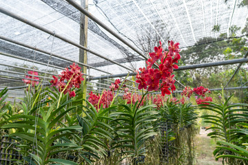 Red orchids are blooming beautifully and very refreshing.