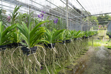 Orchid grown for sale are commercially grown.