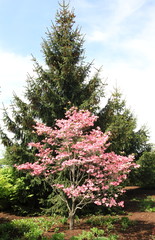 Pink Dogwood Tree with pine tree in background