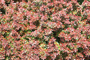 An Image of Autumn Leaves