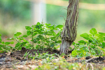 The trunk of the grape is very complete. Close up, see details Clearly