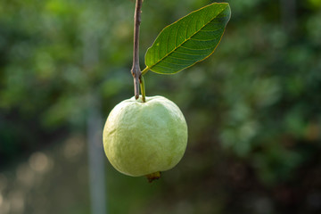 Guava is a delicious and very useful fruit and high in vitamin C.