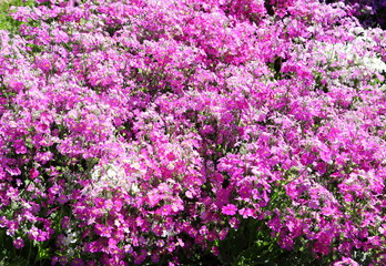 delicate purple and white flowers