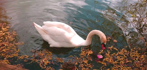 swan on lake © mark