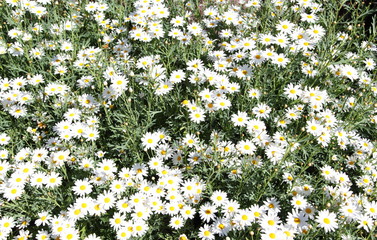 Close up White Daisy background