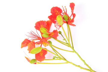 Closeup Pride of Barbados, Isolated on white Background