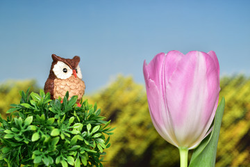 チューリップを眺める森のふくろう