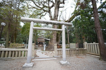 御神木の前の鳥居