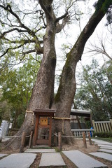 いざなぎの御神木