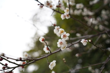 梅の花