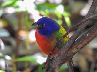 Painted bunting at the Merritt Island Wildlife Refuge, Florida