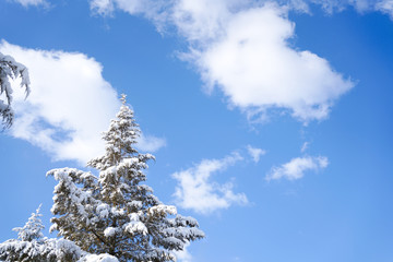 Pine branches and sky after snow
