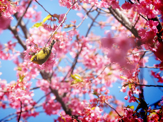 桜とメジロ/cherryblossom
