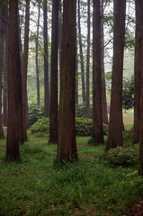 Tall trees in beautiful forest in China.