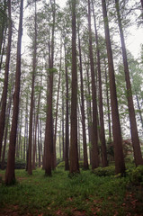 Obraz premium Tall trees in beautiful forest in China.
