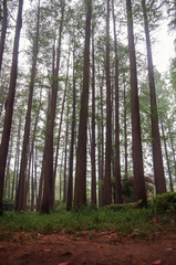 Fototapeta na wymiar Tall trees in beautiful forest in China.