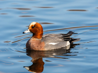 ヒドリガモ雄(Eurasian Wigeon)