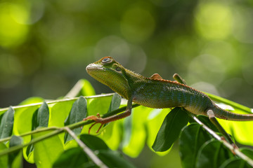 Bronchocela jubata, commonly known as the maned forest lizard
