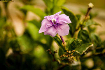 pink flower in the garden