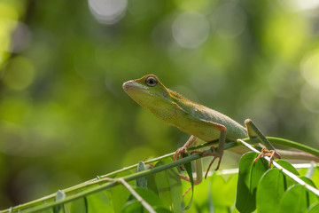 Bronchocela jubata, commonly known as the maned forest lizard