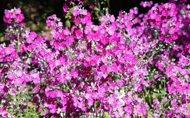 delicate purple and white flowers