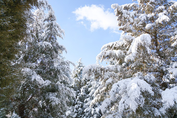 Pine branches and sky after snow