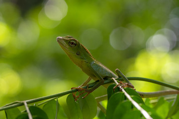 Bronchocela jubata, commonly known as the maned forest lizard
