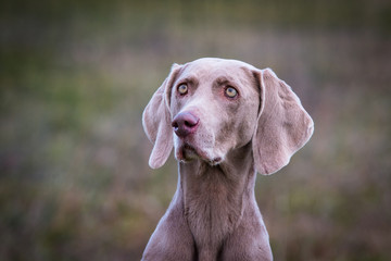 Weimaraner Jagdhund Dummyarbeit