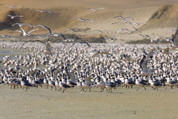 Seagulls on the shore at the seaside of Huarmey in Ancash region, Peru