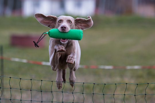 Weimaraner Dummyarbeit Jagdhund