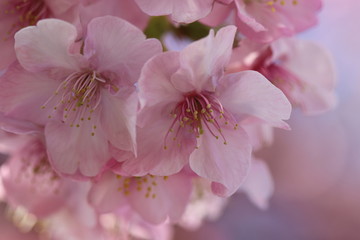 河津桜＃１