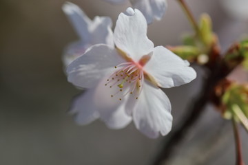 玉繩桜＃１