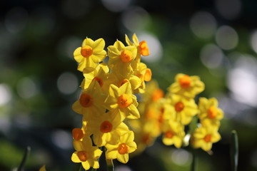 黄色のスイセン