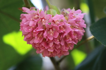 ドンベア・ワリッキー